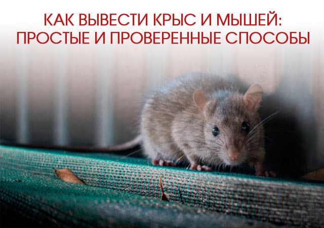 Как вывести крыс и мышей в Реутове: простые и проверенные способы