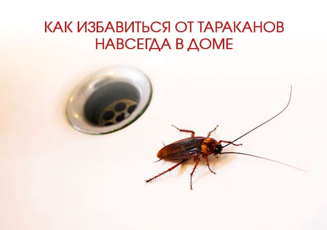 Как избавиться от тараканов в доме в Реутове