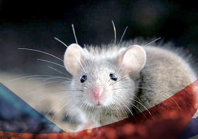 Уничтожение мышей в Реутове